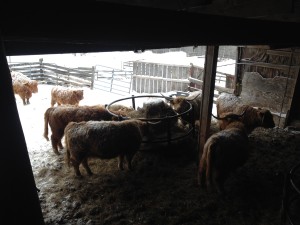 Shed crowd